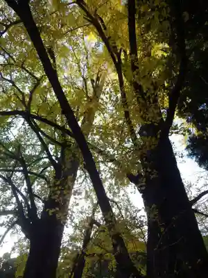 椿八幡宮(山口県)