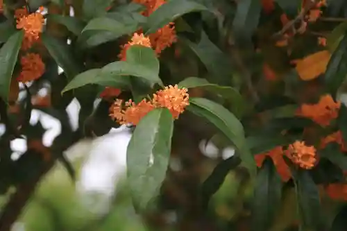 開成山大神宮の自然