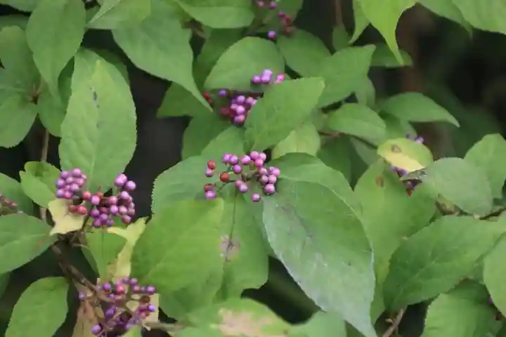 阿久津「田村神社」(郡山市阿久津町)旧社名:伊豆箱根三嶋三社の自然