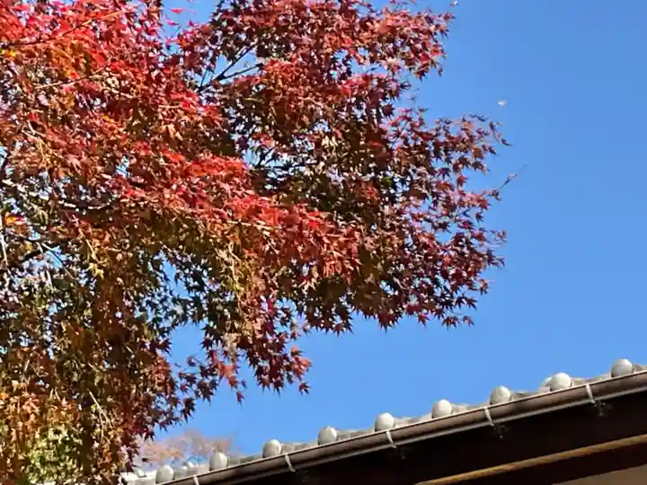 長壽寺(長寿寺)の自然