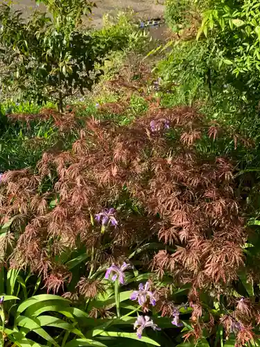 横浜　西方寺の自然