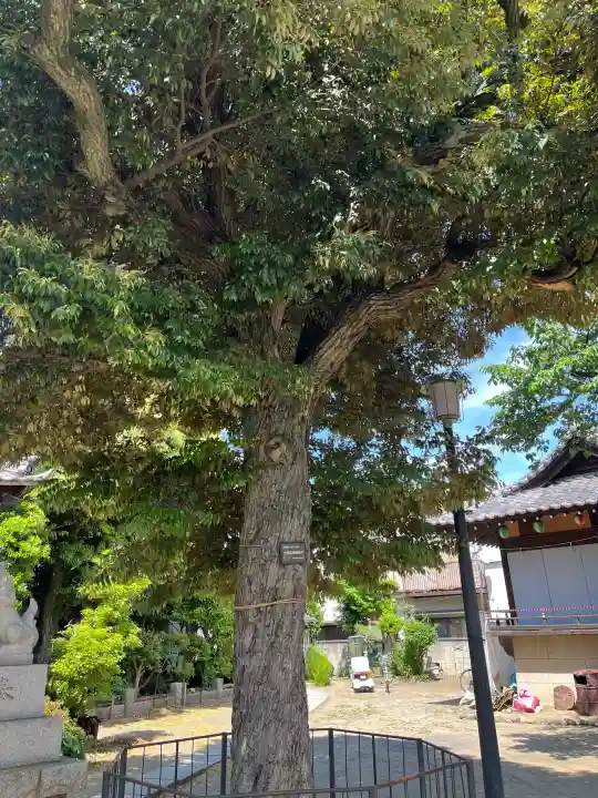 若宮八幡神社の{uncategorized: "未分類", other: "その他", undefined: "問題あり", building: "その他建物", grave: "お墓", sacred_gate: "鳥居", guardian: "狛犬", statue: "像", buddha: "仏像", history: "歴史", nature: "自然", garden: "庭園", animal: "動物", pagoda: "塔", temizu: "手水舎", mountain_gate: "山門・神門", sanctuary: "本殿・本堂", subordinate: "末社・摂社", art: "芸術", scenery: "景色", jizo: "地蔵", ema: "絵馬", goshuin: "御朱印", omikuji: "おみくじ", items: "授与品その他", amulet: "お守り", goshuincho: "御朱印帳", eats: "食事", festival: "お祭り", votive_dance: "神楽", shichigosan: "七五三参", wedding: "結婚式", experience: "体験その他", initially: "初詣", around: "周辺", anti_infection: "感染症対策"}