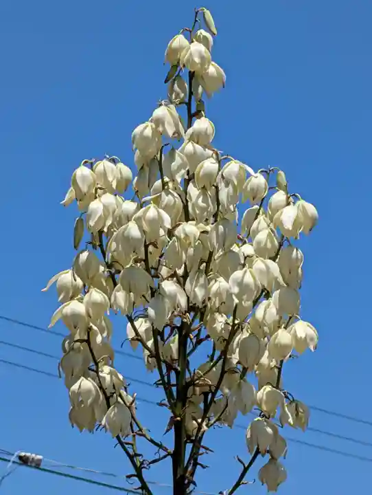 慶運寺(神奈川県)