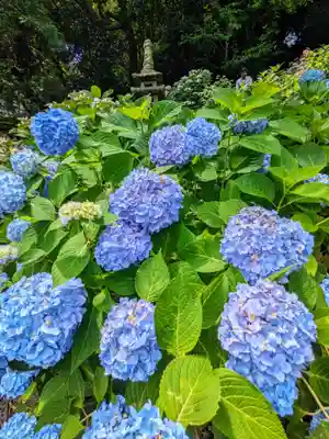 長谷寺(神奈川県)