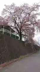 赤城神社の自然