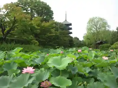 東寺（教王護国寺）(京都府)