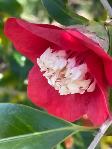 平岡八幡宮の自然
