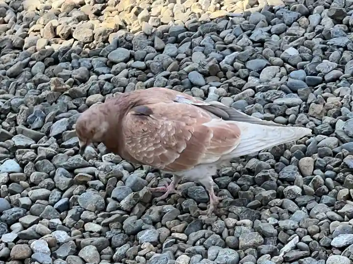 本郷氷川神社(東京都)