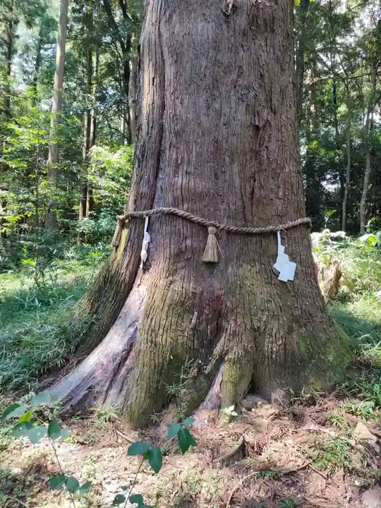 土佐神社の自然