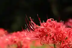 高幡不動尊　金剛寺の自然