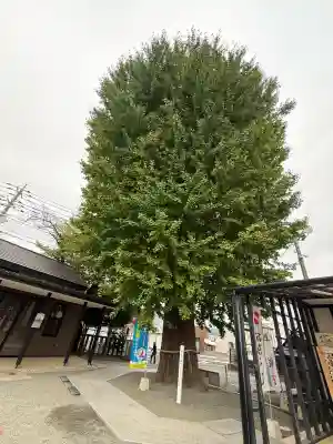 伊勢原大神宮(神奈川県)