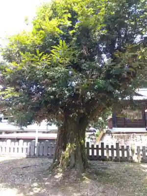 不老神社(福井県)