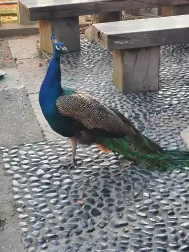 楽法寺（雨引観音）の動物