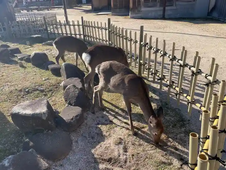 大願寺の動物