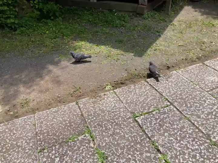 蛭子神社の動物