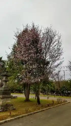 美瑛神社の自然