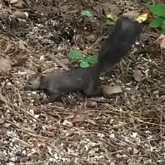 上川神社の動物