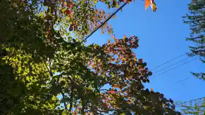 芽室神社の自然