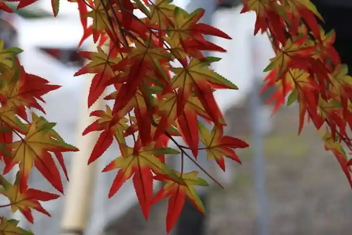 阿邪訶根神社の手水舎