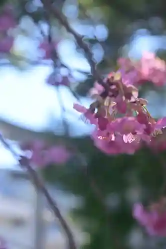 川津来宮神社の自然