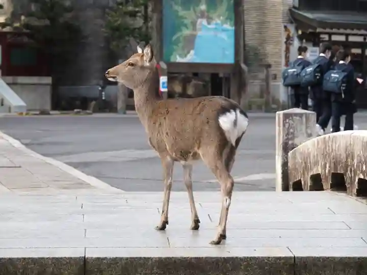 厳島神社の動物