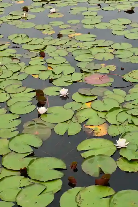 黒澤大師(徳島県)