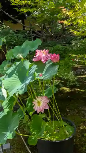 勝林寺(京都府)
