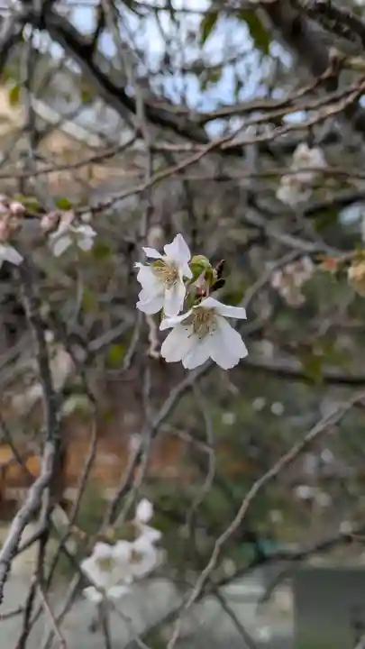 妙蓮寺(京都府)