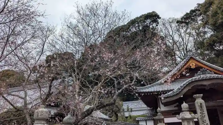 繁多寺の自然