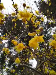 沙沙貴神社の自然