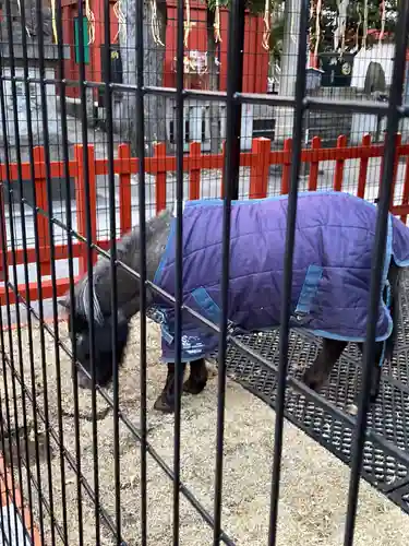 神田神社（神田明神）の動物