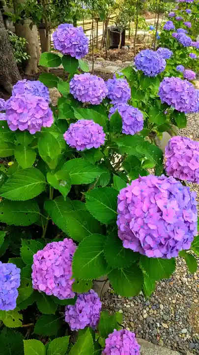 菊田神社の自然