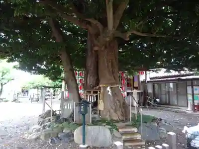 嶺白山神社の自然