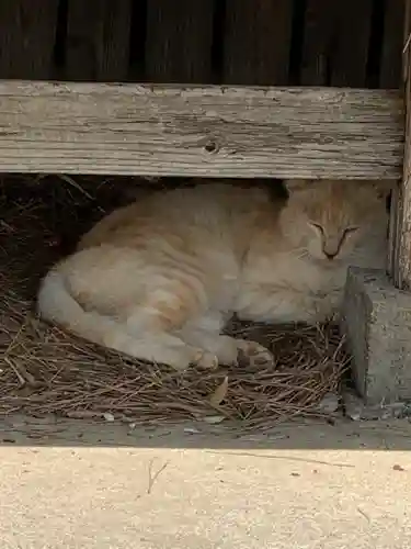 唐澤山神社の動物