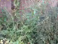 田端稲荷神社(埼玉県)