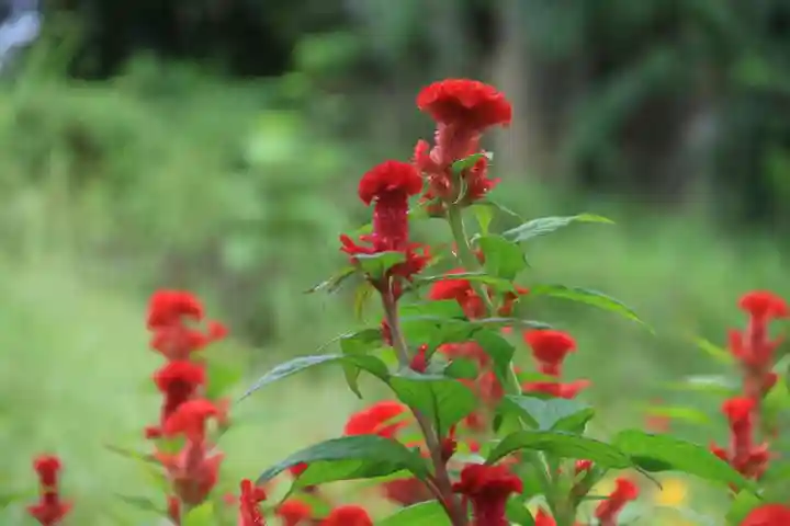 阿久津「田村神社」(郡山市阿久津町)旧社名:伊豆箱根三嶋三社の庭園
