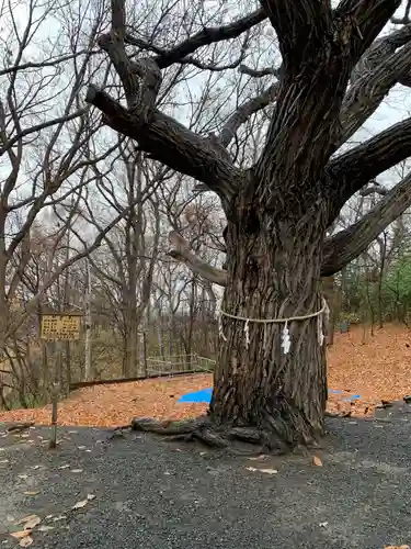 相馬神社の自然