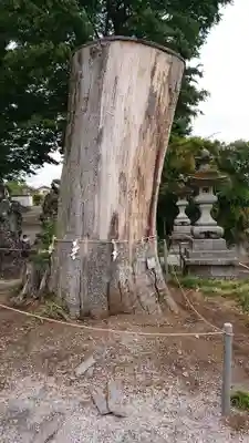 諏訪神社の自然