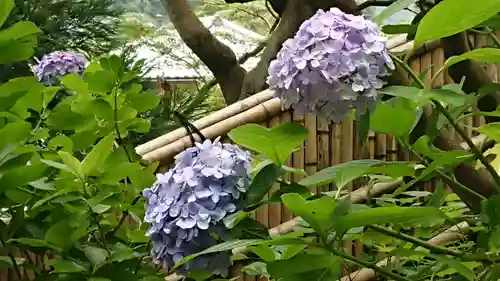 杉本寺の自然