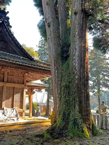 伊富岐神社の自然