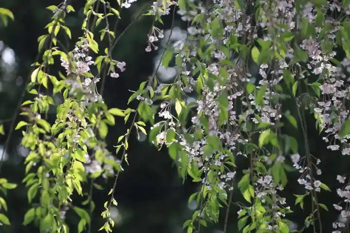 豊景神社の自然