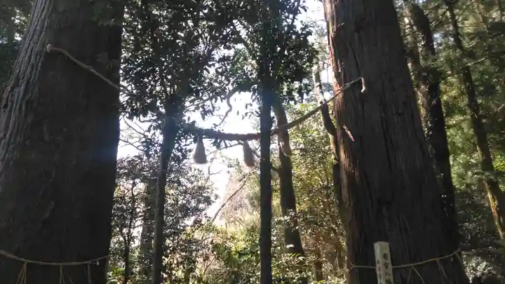 若宮八幡社の自然