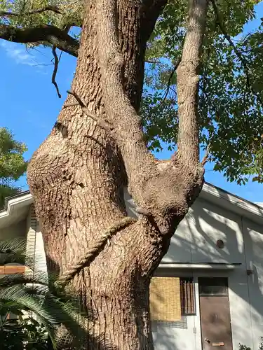 諏訪神社の自然
