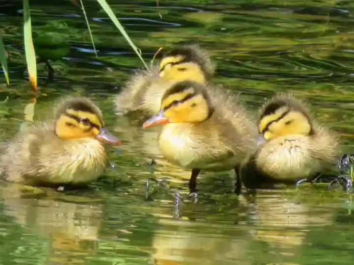 月寒神社(北海道)