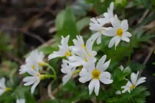 秋田駒ヶ岳駒形神社の自然