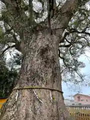 伊勢神明社の自然