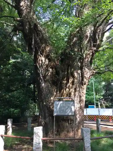 赤坂氷川神社の自然