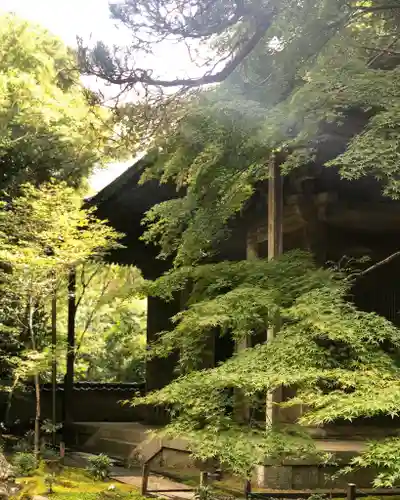 蓮華寺（洛北蓮華寺）の自然