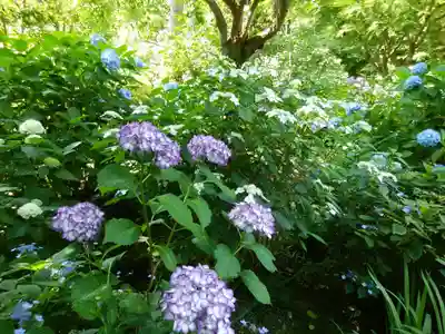 明月院(神奈川県)