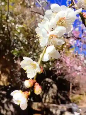 妙法寺(東京都)